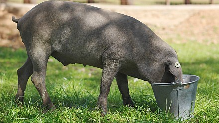 IBEROLEICO: Estrategia nutricional para el estudio del perfil y contenido final de ácidos grasos en un cruce de cerdo ibérico.