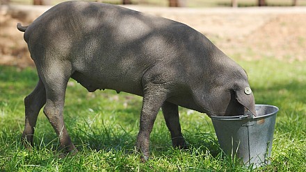 IBEROLEICO: Nutritional strategy for the study of the profile and final content of fatty acids in an Iberian swine cross-breed.