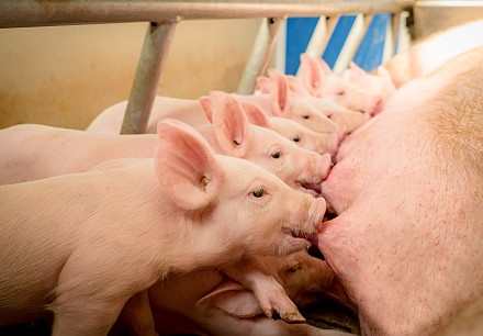 Swine Nutrition Research Centre